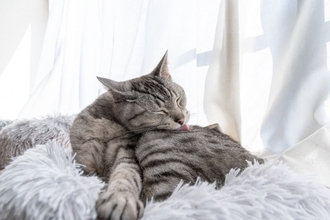 猫が『人に撫でられた場所』を舐める理由3つ　実は嫌がっているとは限らないかも？
