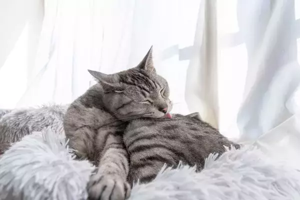 猫が『人に撫でられた場所』を舐める理由3つ　実は嫌がっているとは限らないかも？