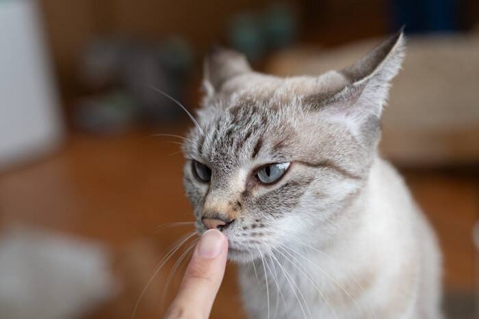 猫が『人に撫でられた場所』を舐める理由3つ　実は嫌がっているとは限らないかも？
