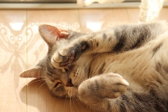 猫が『急に動かなくなる』ときの理由3つ　死んだふりをしているの？状況別の接し方も