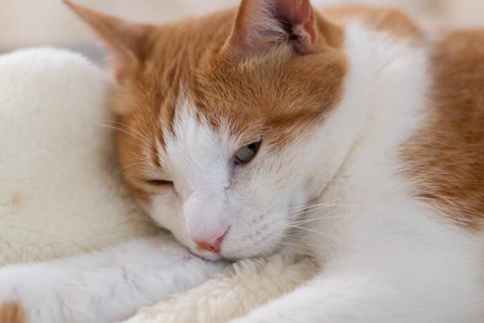 猫が『急に動かなくなる』ときの理由3つ　死んだふりをしているの？状況別の接し方も