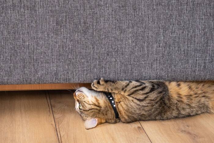 猫が『急に動かなくなる』ときの理由3つ　死んだふりをしているの？状況別の接し方も