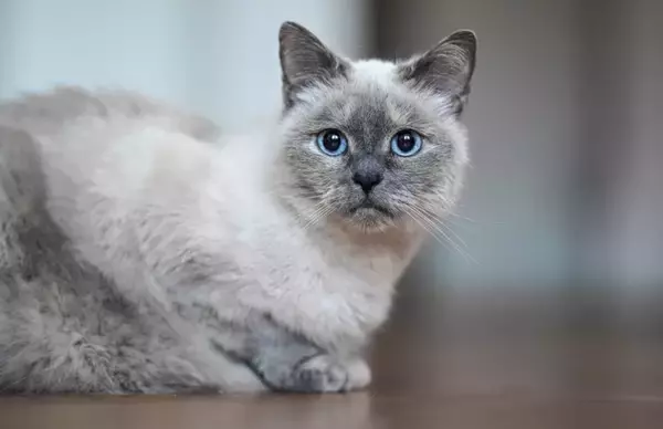 猫が『頭を打った』ときに注意すべきこと5つ　起こりうるトラブルや取るべき対応まで