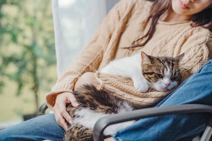 猫が『頭を打った』ときに注意すべきこと5つ　起こりうるトラブルや取るべき対応まで
