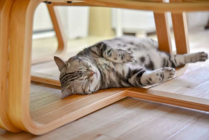 猫が『頭を打った』ときに注意すべきこと5つ　起こりうるトラブルや取るべき対応まで