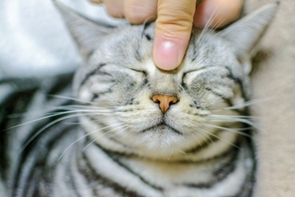 猫との日常で聞こえる『困った音・可愛い音』4つ　どんな場面で耳にする？読み取れる心理も