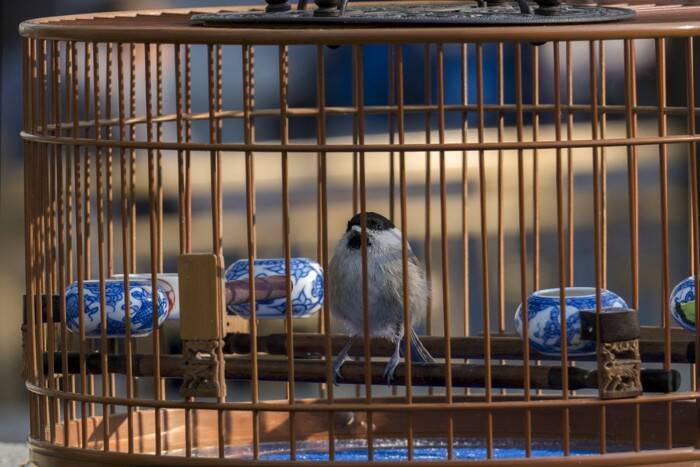 猫と一緒に『飼ってはいけない動物種』4選とその理由　そもそも他の動物と仲良くできるもの？