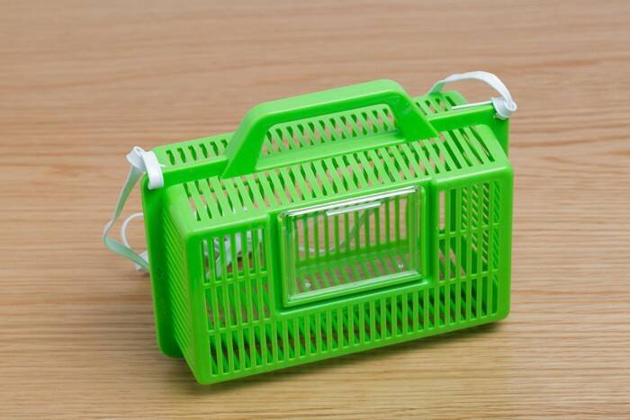 猫と一緒に『飼ってはいけない動物種』4選とその理由　そもそも他の動物と仲良くできるもの？