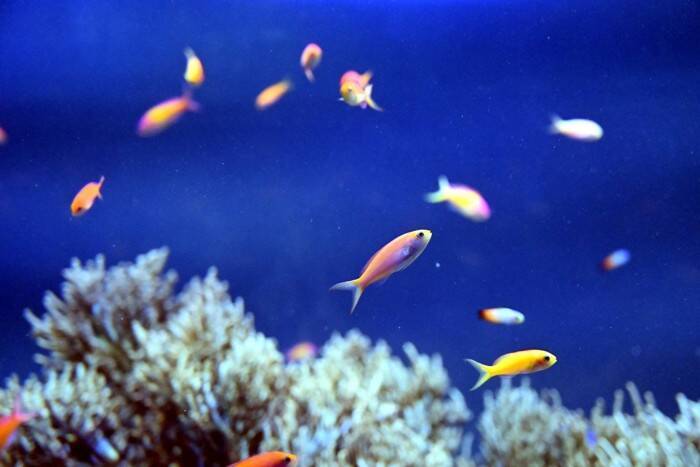 猫と一緒に『飼ってはいけない動物種』4選とその理由　そもそも他の動物と仲良くできるもの？