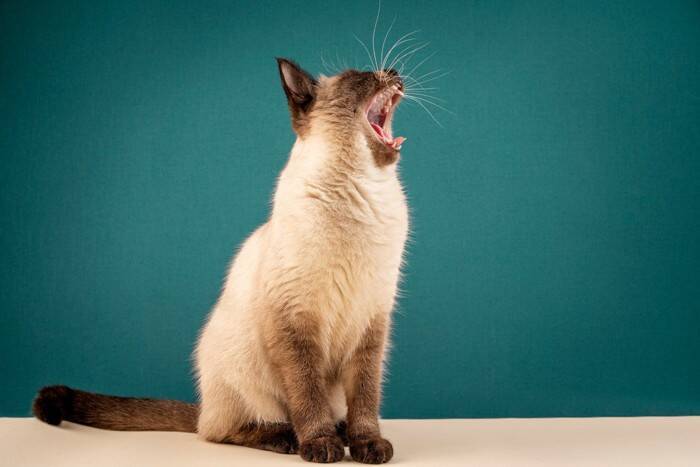 猫がいつもより『おしゃべり』なときの理由3選　愛猫が伝えたいサインと飼い主の応え方