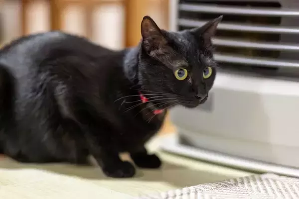 猫がいる部屋で絶対NGな『防寒対策』4つ　起こりうるトラブルから正しい方法まで解説