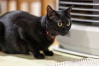 猫がいる部屋で絶対NGな『防寒対策』4つ　起こりうるトラブルから正しい方法まで解説