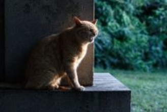 猫が思わず『フレーメン反応』してしまうもの3選　不思議な表情の意味や心理も解説