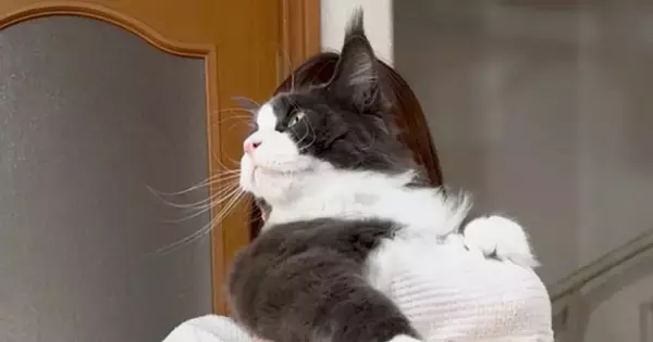 職場の人に『飼っている大型猫』を見せてみたら…まさかの質問と『驚きの大きさ』に２万いいね「想像以上のサイズで声出たｗ」「もっふもふやね」