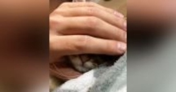 子猫の顔を『なでなで』していたら……「吹いたｗ」「ほぁぉって鳴きそう」予想を超える『衝撃のビジュアル』が63万再生「会社で爆笑した」