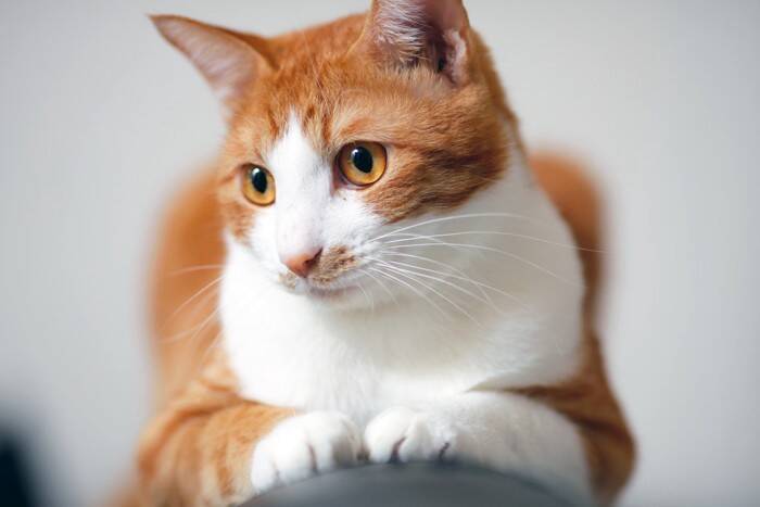 猫が『グゥ』と鳴いているときの心理4つ　どんな意味があるの？気持ちを読み取るポイントまで