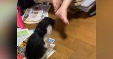 お父さんの足元で『狙いを定める子猫』→次の瞬間……まさかの光景が71万再生「可愛すぎて何回も見てしまう」「ものすごいフェイントｗ」