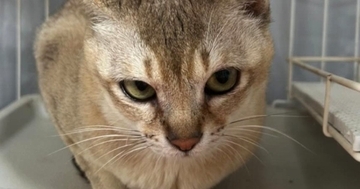 警戒心むき出しだった『保護猫』→出会いから半年が経つと…『劇的なビフォーアフター』に感動の声「めっちゃ変わった」「信頼の眼差し」