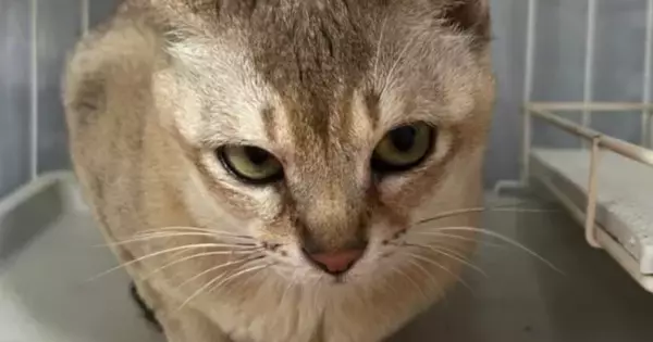 警戒心むき出しだった『保護猫』→出会いから半年が経つと…『劇的なビフォーアフター』に感動の声「めっちゃ変わった」「信頼の眼差し」
