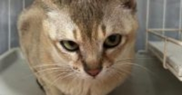 警戒心むき出しだった『保護猫』→出会いから半年が経つと…『劇的なビフォーアフター』に感動の声「めっちゃ変わった」「信頼の眼差し」