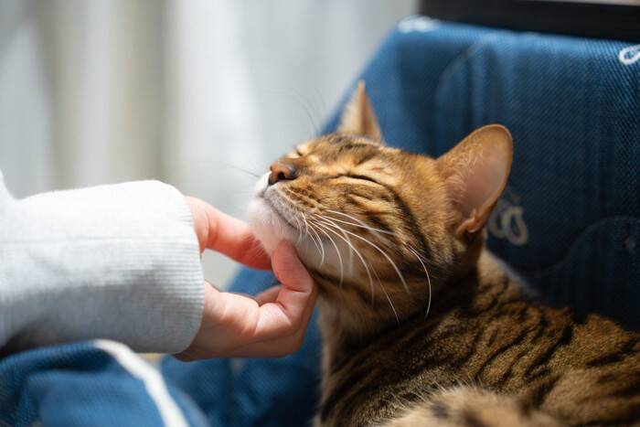 猫があなたに『頭突き』をするときの理由3つ　実は深い意味がある？上手な応え方まで