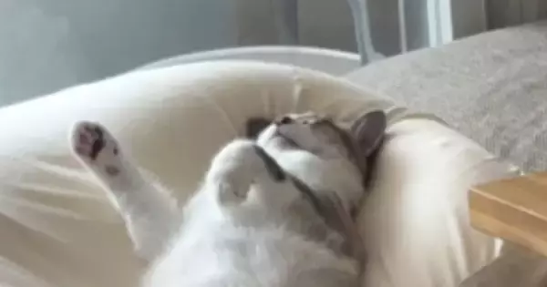 ソファの上で『眠っている猫』を見たら→まさかの体勢で……豪快な寝相に笑ってしまう人が続出「おっさん中に入ってる？ｗ」「最高のポーズｗ」