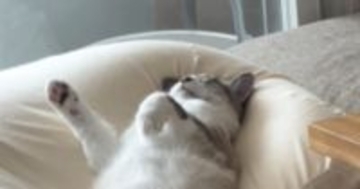 ソファの上で『眠っている猫』を見たら→まさかの体勢で……豪快な寝相に笑ってしまう人が続出「おっさん中に入ってる？ｗ」「最高のポーズｗ」