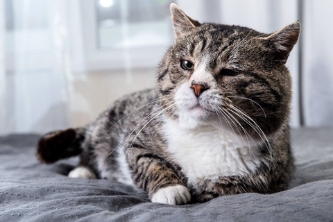 猫の『終活』で決めておきたいこと4選　後悔しないための準備と備えておくべき理由