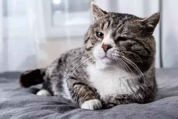 猫の『終活』で決めておきたいこと4選　後悔しないための準備と備えておくべき理由