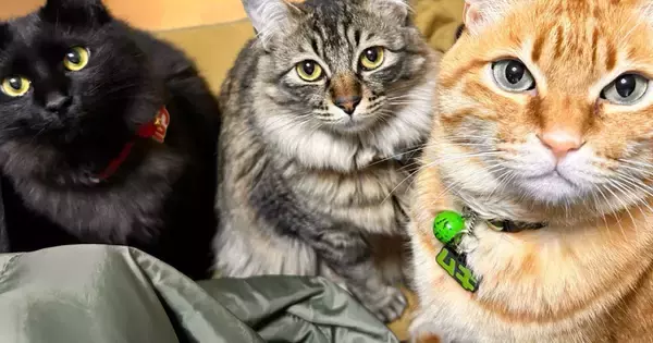 集まってきた3匹の猫→真ん中の子の『頭』を見たら…予想外の『武士がいる瞬間』に「間違いなくいるｗｗ」「江戸時代の方なのかな」と爆笑の声