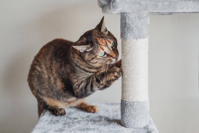 猫が尿を飛ばす『スプレー行為』をする理由3つ　どんな意味があるの？ニオイ対策や予防法まで