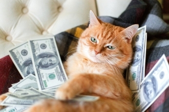 実は「大金持ち」ではないかも？　有名デザイナーの遺産を相続したはずだった美猫の現在　フランス