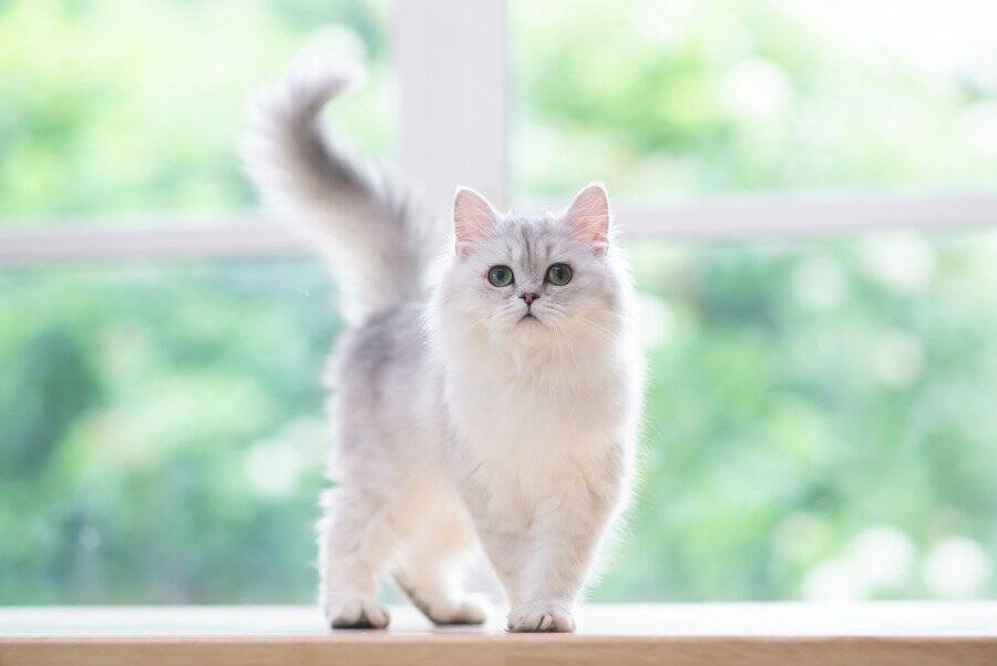 実は「大金持ち」ではないかも？　有名デザイナーの遺産を相続したはずだった美猫の現在　フランス