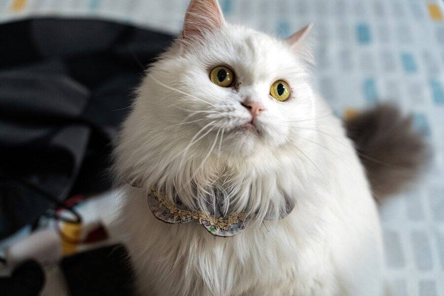 実は「大金持ち」ではないかも？　有名デザイナーの遺産を相続したはずだった美猫の現在　フランス