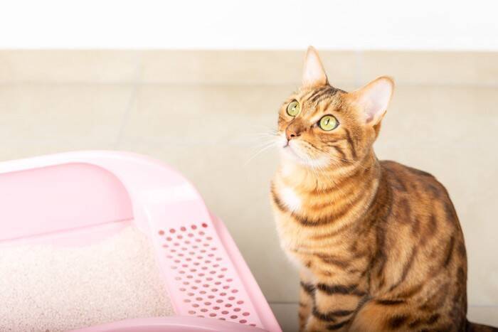 猫が『トイレを我慢している』ときのサイン4つ　見逃せない理由や起こりうるトラブルまで