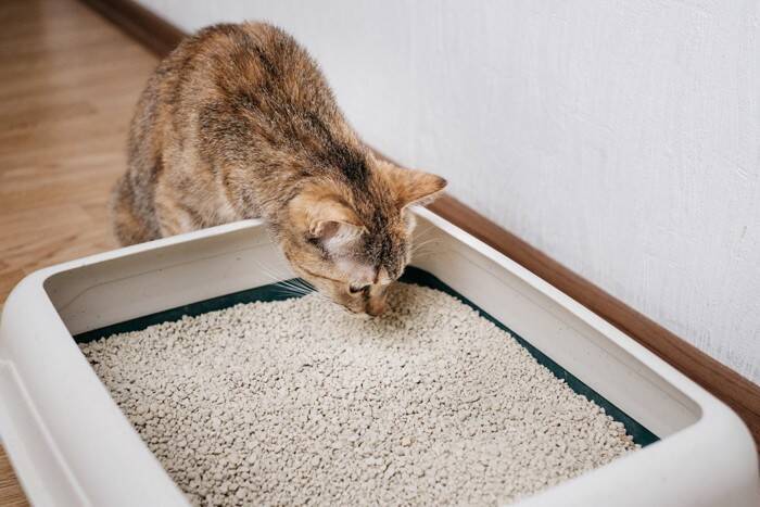 猫が『トイレを我慢している』ときのサイン4つ　見逃せない理由や起こりうるトラブルまで