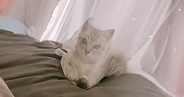 カーテンの向こう側にいた子猫→『おいで』と合図を送った結果…直後の『まさかの光景』が57万再生「停止するまでが速いｗ」「情けないｗｗ」