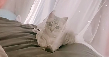 カーテンの向こう側にいた子猫→『おいで』と合図を送った結果…直後の『まさかの光景』が57万再生「停止するまでが速いｗ」「情けないｗｗ」