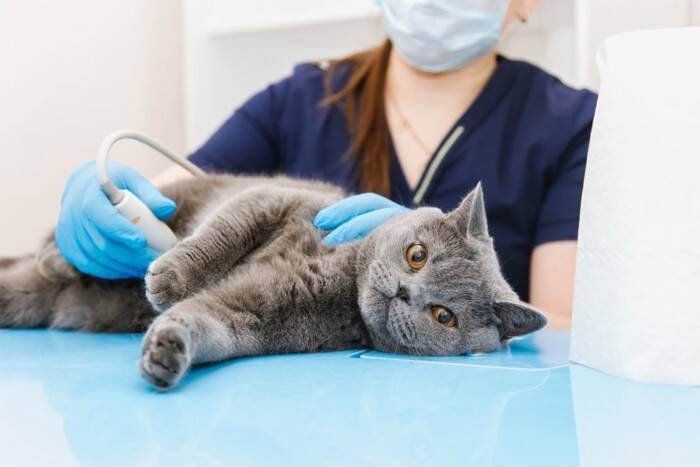 猫にとって『アサガオ』が危険な理由2つ　起こりうるトラブルや適切な対処法まで