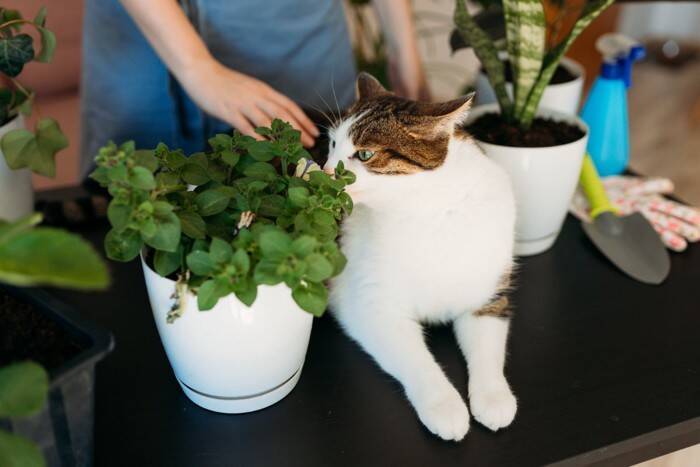 猫にとって『アサガオ』が危険な理由2つ　起こりうるトラブルや適切な対処法まで
