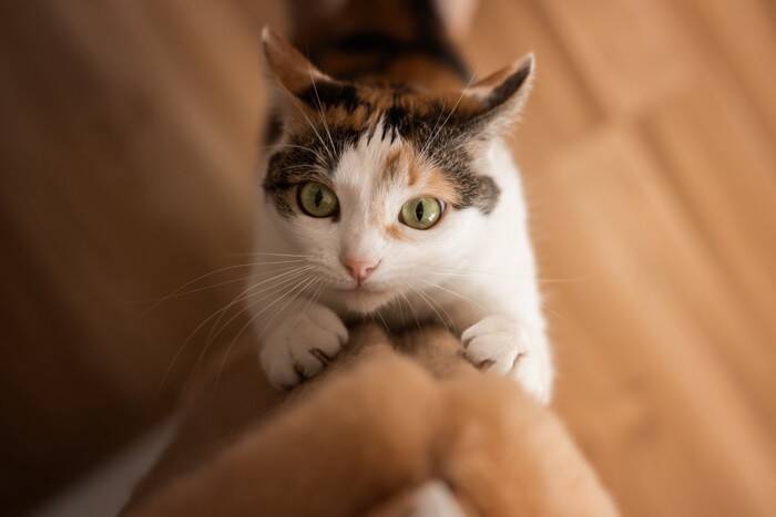猫を飼うなら覚悟したい『ネガティブ』な瞬間5選　よくある困りごとや上手な向き合い方