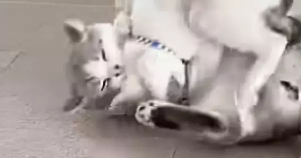 じゃれ合う『兄弟のような２匹の猫』→５年が経つと…ずっと見ていたくなる『微笑ましい光景』に「ふたりとも可愛いね」「仲がいい」と反響