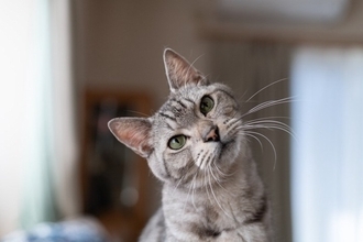 猫は『飼い主の声』を聞き分けているの？判別しているポイントや意外な能力をご紹介