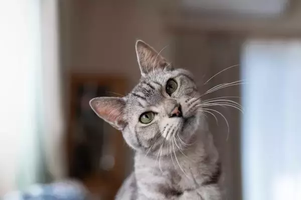 猫は『飼い主の声』を聞き分けているの？判別しているポイントや意外な能力をご紹介