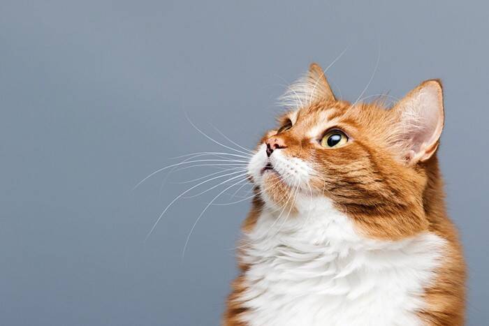 猫は『飼い主の声』を聞き分けているの？判別しているポイントや意外な能力をご紹介