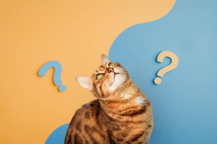 猫は『飼い主の声』を聞き分けているの？判別しているポイントや意外な能力をご紹介