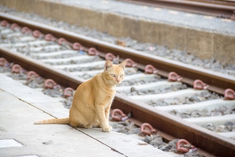 駅猫Georgeは、9万人以上のフォロワーをもつ人気者♡関連グッズの販売も大好評　英国