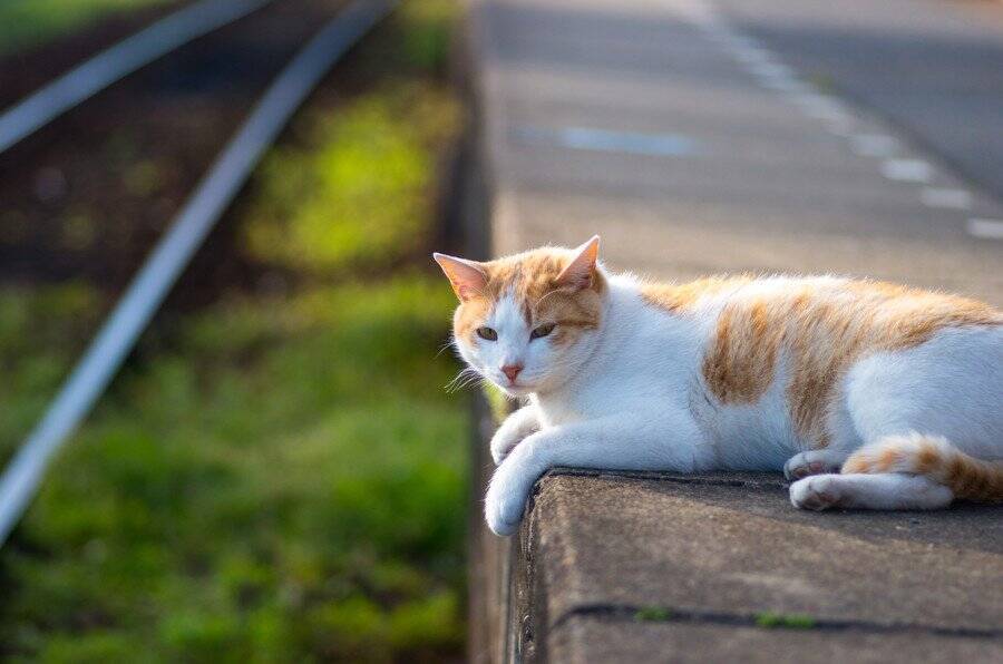 駅猫Georgeは、9万人以上のフォロワーをもつ人気者♡関連グッズの販売も大好評　英国