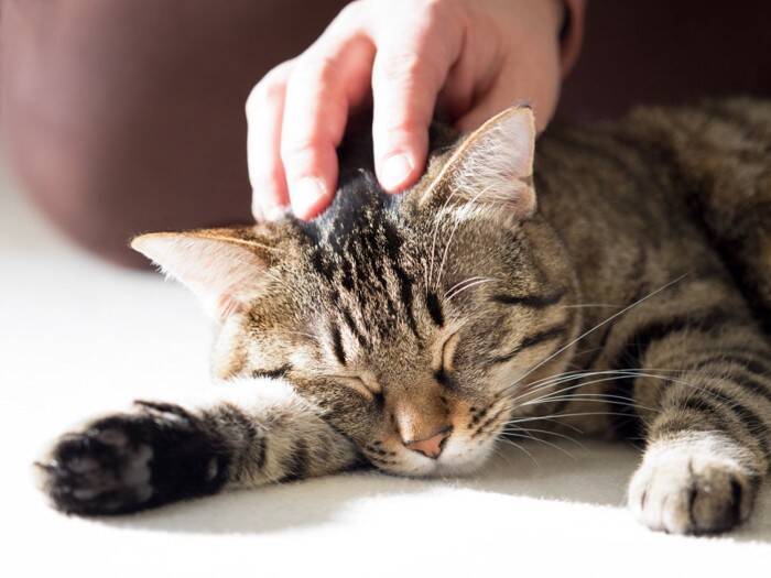 猫に対して『虐待』になりうるNG行動5選　苦痛を与えてしまう理由や見直すべきこと
