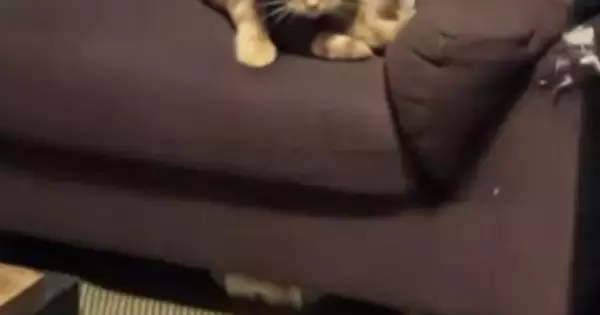 部屋に戻ってきた飼い主→猫を見て思わず『マジで怖い』…まさかの光景が126万再生「なんかゴツくね」「私の知ってる猫じゃない」